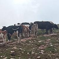 Dichiarazioni bestiame alpeggiato - scadenza presentazione domande 15 luglio 2018.