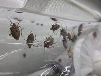 Appello FEM ai cittadini: cerchiamo chimici asiatiche vive per riprodurre le “vespe samurai”
