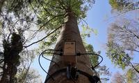 Polo Meccatronica accoglie Nature 4.0: quando il digitale fa “parlare” gli alberi