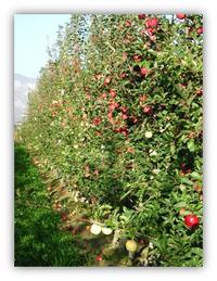 In vetrina e in assaggio le nuove varietà di melo "resistenti" selezionate dalla Ricerca FEM