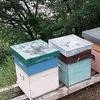 Apicoltori indennizzati per il mancato raccolto di miele. (foto n.e. - PAT)