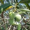 Cascola delle olive: tesi contrapposte. (foto n.e. - PAT)