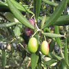 Cascola di olive nell'Alto Garda.