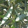 Cimice asiatica anche sugli olivi. (foto n.e. - PAT)