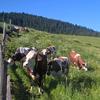 Consigli utili per l’alpeggio di bovini (foto n.e. - PAT)
