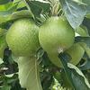 Diradamento manuale delle mele (foto n.e. - PAT)