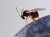 Drosophila suzukii, il Ministero ha autorizzato ad importare il parassitoide a fini sperimentali