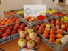 FEM a Pomaria con laboratori agroalimentari, mostra pomologica, meleto guyot e test di maturazione delle mele - comunicato stampa FEM del 14 ottobre 2022