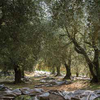 Insetti risorgenti: nemici potenziali degli olivi.
