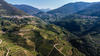 Le iniziative della Provincia autonoma di Trento a sostegno dell’agricoltura e della viticoltura - [ Archivio Istituto Trento doc]