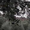 Nuova trappola per la mosca delle olive. (foto n.e. PAT)