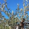 Piralide dell’olivo: monitoraggio doppio (foto n.e. - PAT)