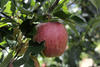 Prodotti trentini, Zanotelli convoca i consorzi mele