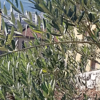 Trappole distinte per la piralide dell’olivo (foto n.e. - PAT)