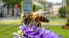 Urban Nature 2022 e Città a misura d’ape - Le attività del MUSE, in ottobre, esplorano e raccontano la biodiversità urbana, 7 e 8 ottobre 2022 